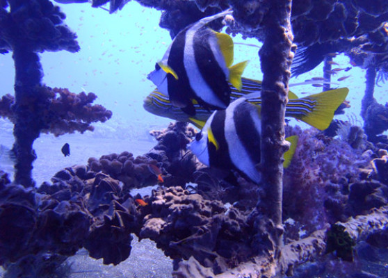 Amed Snorkeling