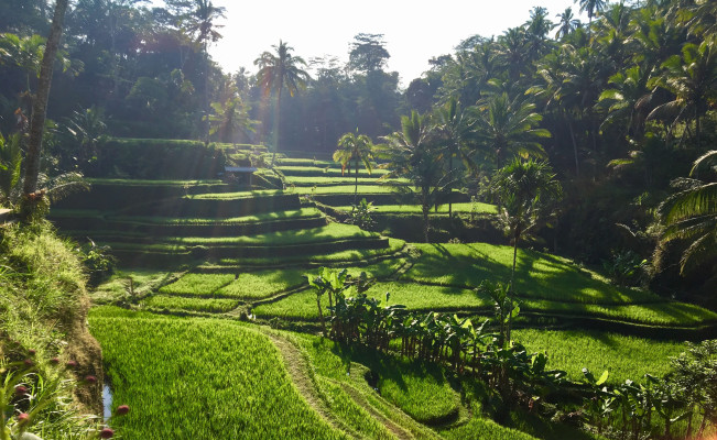 Bali 7 Days Tour Packages