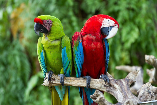 Bali Birds Park Ticket – Explore Bali’s Stunning Bird Paradise