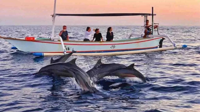 Bali Dolphin Tour