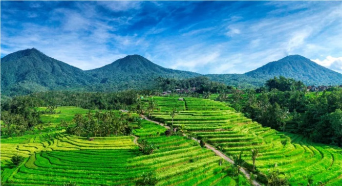 Bali Jatiluwih and Tanah Lot Tour