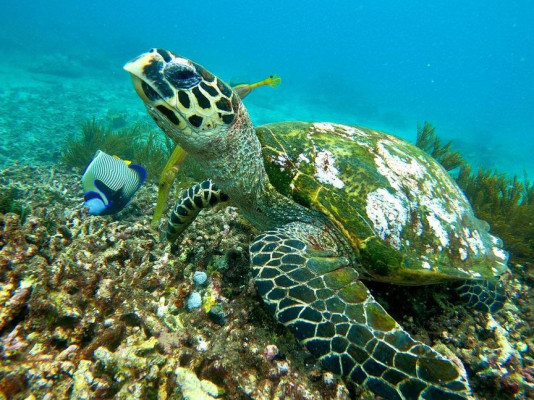 Bali’s Hidden Gems: Snorkeling & Temple Journey