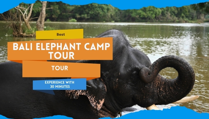 Best Bali Elephant Camp Tour: Experience With 30 Min