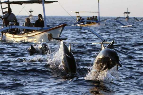 Dolphin Watching at Lovina