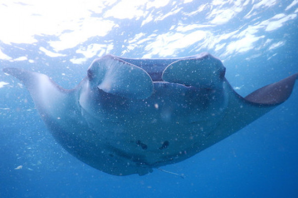 E. MANTARAYS SNORKELING WITH MANGROVE TOUR OR LEMBONGAN LAND TOUR