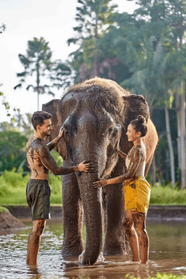 Elephant Mud Fun - Bali Zoo