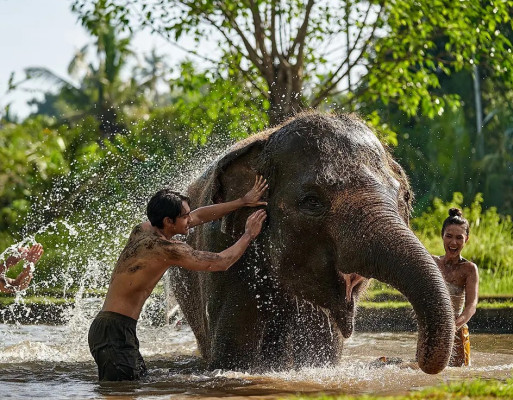 Elephant Mud Fun & Behind Closed Doors
