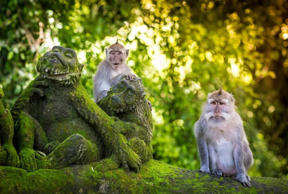 Fullday Tour 10 Hours Ubud Area