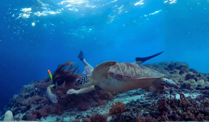 Gili Islands: Shared Snorkeling Tour from Gili Trawangan or Gili Air