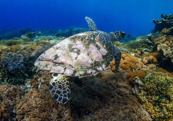 Half Day Trip Snorkeling + Mangrover Tour + Island Tour from Lembongan