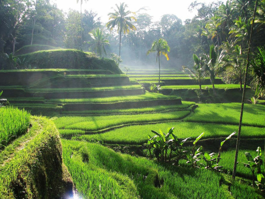 Jatiluwih to Tanah Lot: A Journey Through Bali’s Wonders