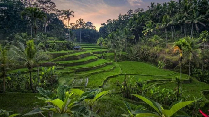Kintamani Tour