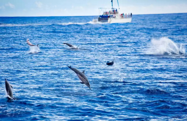 Lovina Dolphin Tour: Sunrise & Northern Bali Wonders
