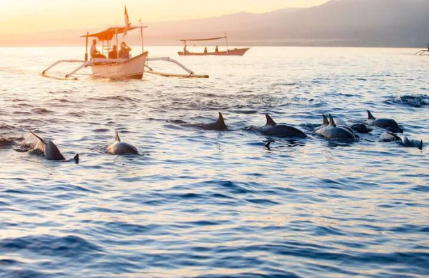 LOVINA DOLPHIN WATCHING AND SNORKELING