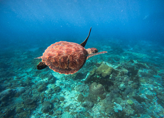 Manta Bay Snorkeling