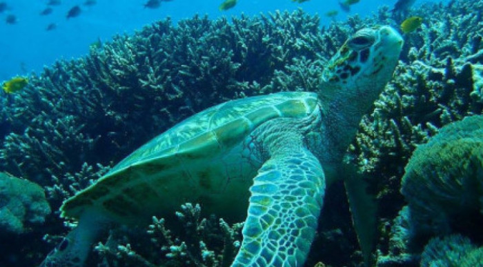 Manta Ray Snorkeling Day Trip from Nusa Penida