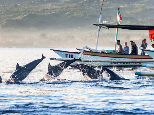 North Bali: Dolphin, Ulun Danu Temple, & Banyumala Waterfall