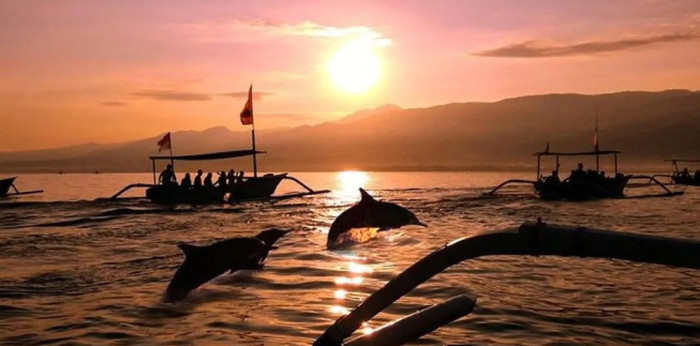 North Bali Dolphin Watching Experience