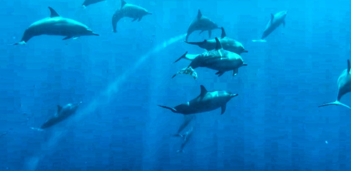 North Bali Lovina + Swim With Wild Dolphin