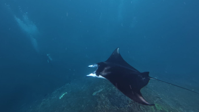 Nusa Lembongan Shared Snorkeling Trip