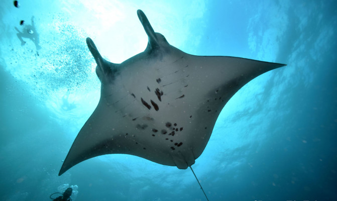 Nusa Penida Fun Dive Trip (Certified Diver Only)