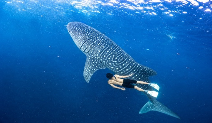 Open Trip Whale Sharks Sumbawa