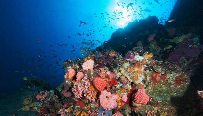 PADI ADVANCED O/W Certification
