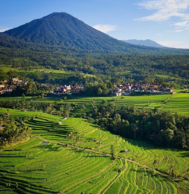 Rice Field Walking Tour