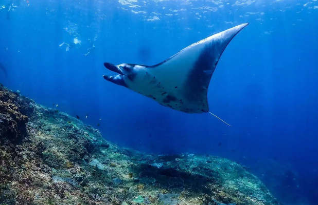 Shared Snorkeling with Manta Rays from Lembongan to Penida
