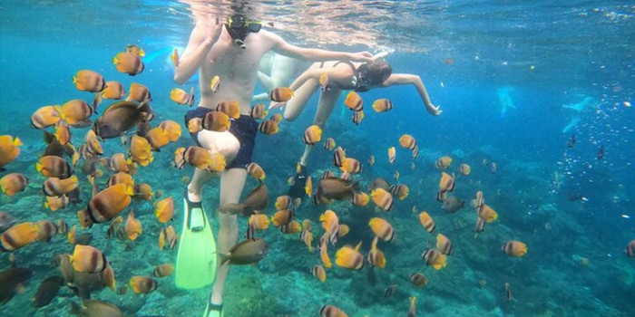 Snorkeling with Manta + West Trip