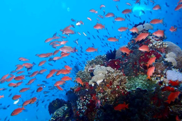 SPECIAL PACKAGE SNORKELING