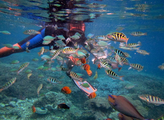 Trip snorkeling 1 spot plus tour island lembongan