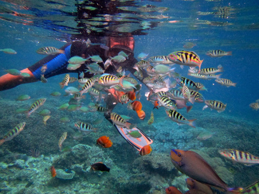 Trip Snorkling Plus Lunch Only