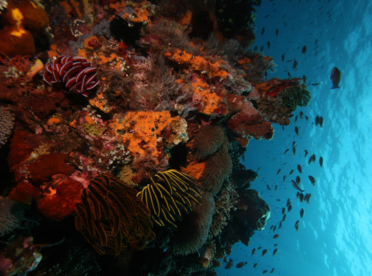 Tulamben Exploration