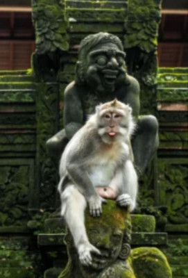 Ubud Cultural Tour – Monkey Forest, Rice Terrace & Waterfall