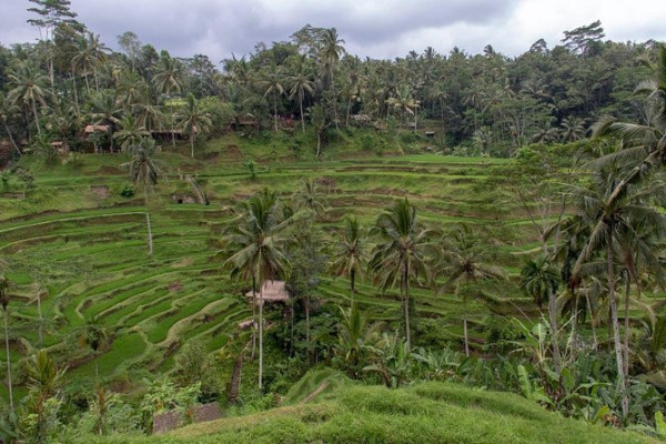 Ubud Experience in a Full-Day Private Tour