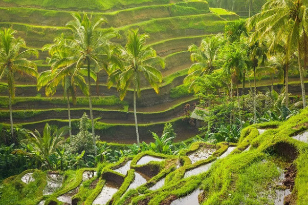 Ubud Tour : Rice Terraces and Waterfall